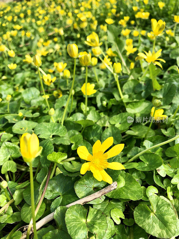 全框图片，黄色的白屈菜(Ficaria verna)野花与绿色斑纹心形叶子，重点放在前景